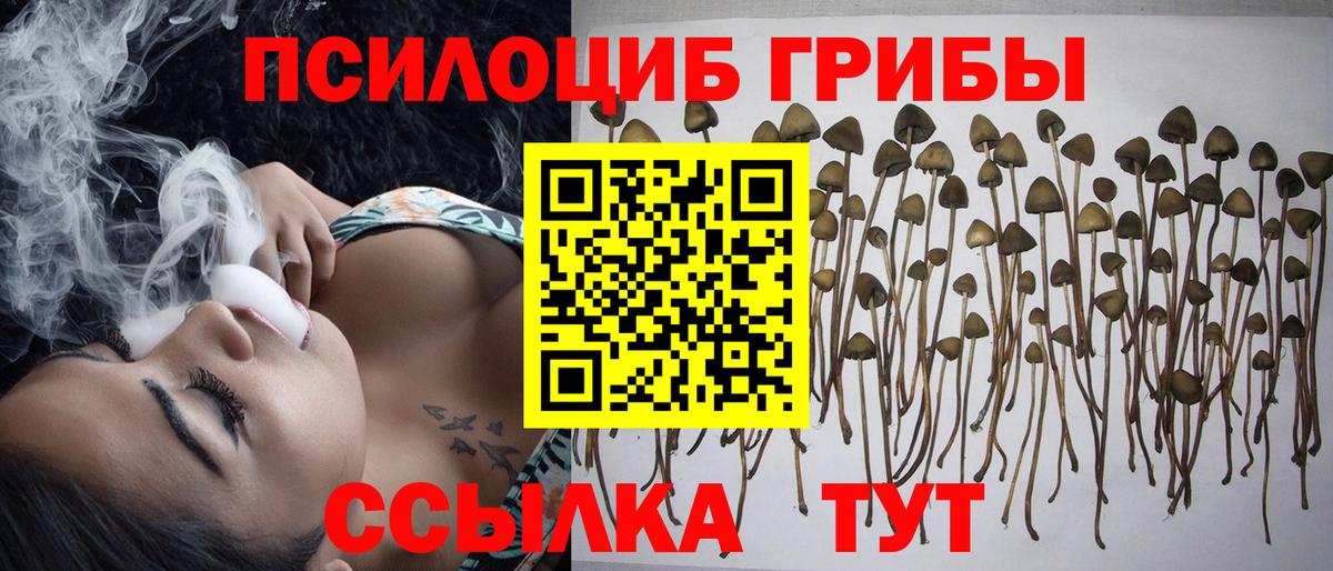 Йошкар-Ола  Псилоцибиновые грибы Psilocybine cubensis  Вход с VPN 
